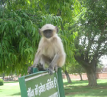 A monkey sitting on a sign