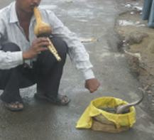 A snake charmer playing an Indian flute with a snake in a nearby basket